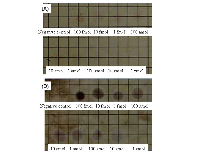 (A) Negative control 100 fmol 10 fmol 100 amol 1 amol 100 zmol 10