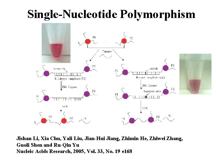 Single-Nucleotide Polymorphism Jishan Li, Xia Chu, Yali Liu, Jian-Hui Jiang, Zhimin He, Zhiwei Zhang,