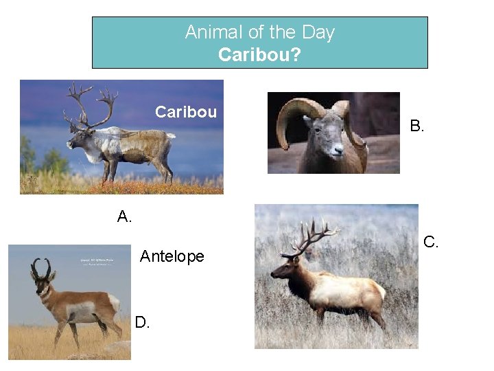 Animal of the Day Caribou? Caribou B. A. Antelope D. C. 