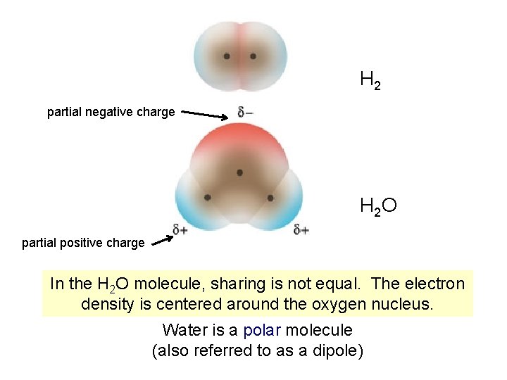 H 2 partial negative charge H 2 O partial positive charge In the H