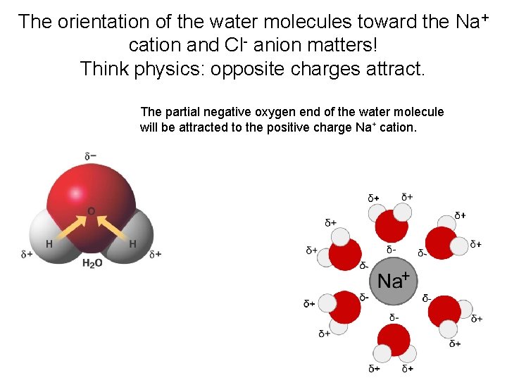 The orientation of the water molecules toward the Na+ cation and Cl- anion matters!