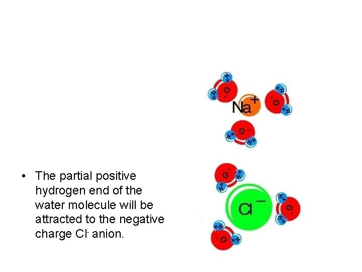  • The partial positive hydrogen end of the water molecule will be attracted