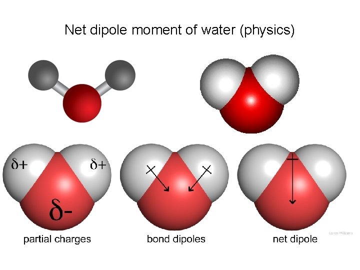 Net dipole moment of water (physics) 