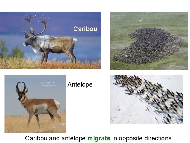 Caribou Antelope Caribou and antelope migrate in opposite directions. 