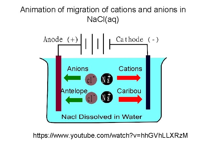 Animation of migration of cations and anions in Na. Cl(aq) Anions Cations Antelope Caribou