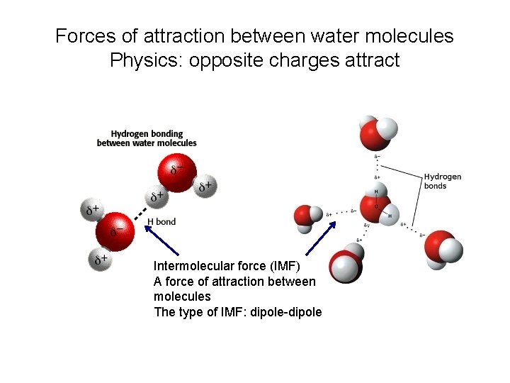Forces of attraction between water molecules Physics: opposite charges attract Intermolecular force (IMF) A