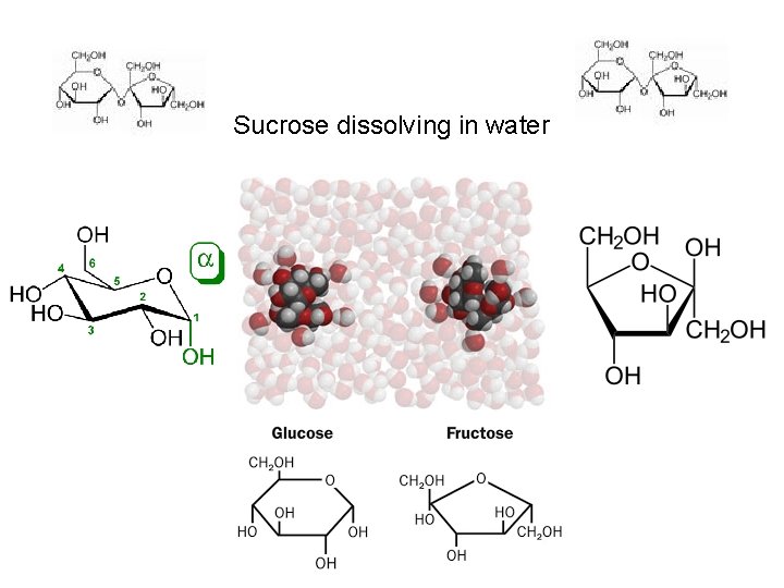 Sucrose dissolving in water 