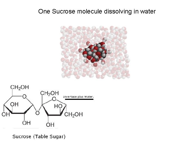 One Sucrose molecule dissolving in water 