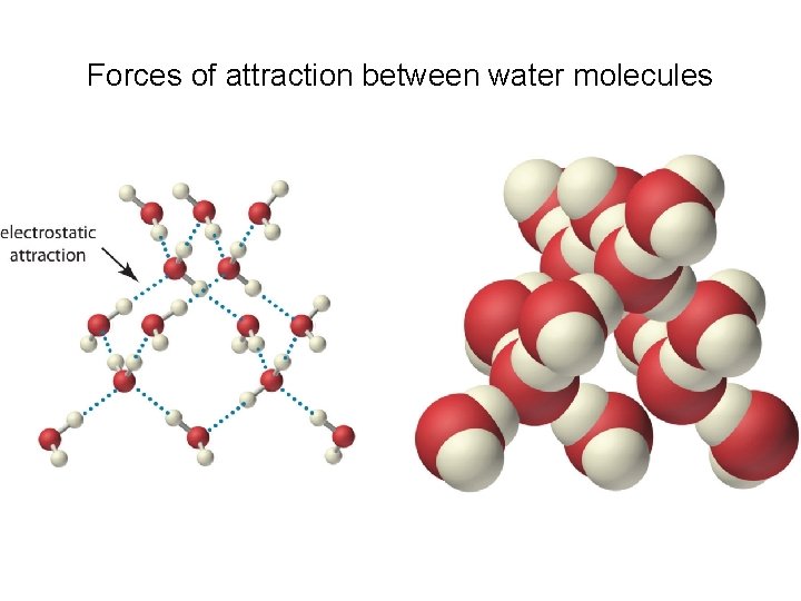 Forces of attraction between water molecules 