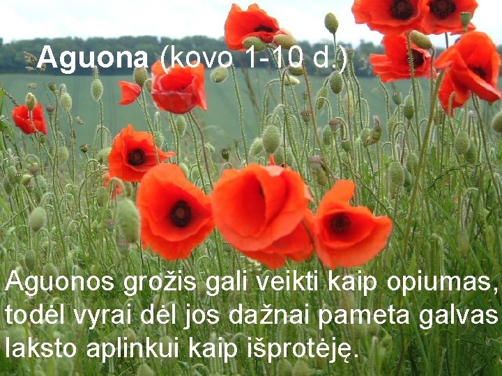 Aguona (kovo 1 -10 d. ) Aguonos grožis gali veikti kaip opiumas, todėl vyrai