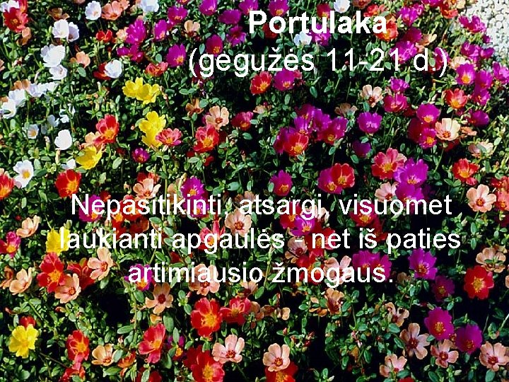 Portulaka (gegužės 11 -21 d. ) Nepasitikinti, atsargi, visuomet laukianti apgaulės - net iš Portulaka (gegužės 11 -21 d. ) Nepasitikinti, atsargi, visuomet laukianti apgaulės - net iš