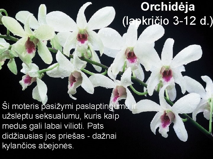 Orchidėja (lapkričio 3 -12 d. ) Ši moteris pasižymi paslaptingumu ir užslėptu seksualumu, kuris