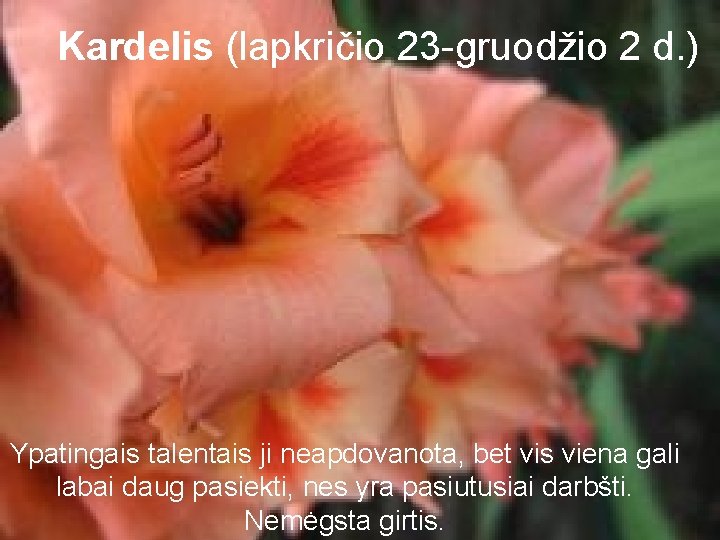 Kardelis (lapkričio 23 -gruodžio 2 d. ) Ypatingais talentais ji neapdovanota, bet vis viena