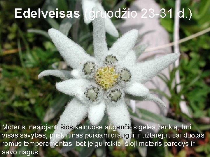 Edelveisas (gruodžio 23 -31 d. ) Moteris, nešiojanti šios kalnuose augančios gėlės ženklą, turi