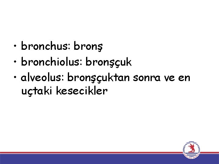  • bronchus: bronş • bronchiolus: bronşçuk • alveolus: bronşçuktan sonra ve en uçtaki