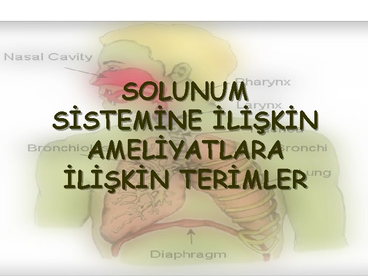 SOLUNUM SİSTEMİNE İLİŞKİN AMELİYATLARA İLİŞKİN TERİMLER 