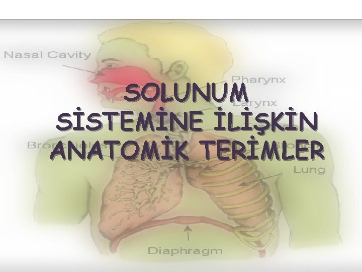 SOLUNUM SİSTEMİNE İLİŞKİN ANATOMİK TERİMLER 