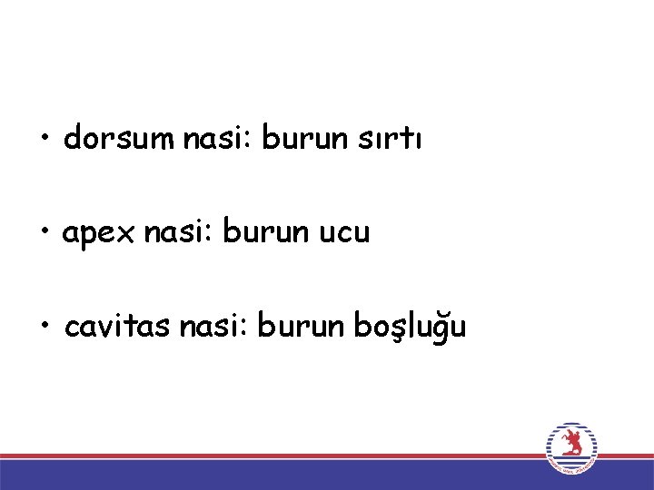  • dorsum nasi: burun sırtı • apex nasi: burun ucu • cavitas nasi: