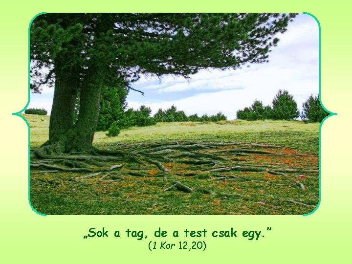 „Sok a tag, de a test csak egy. ” (1 Kor 12, 20) 