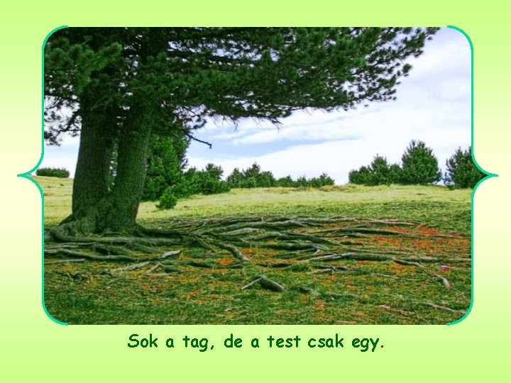 Sok a tag, de a test csak egy. 