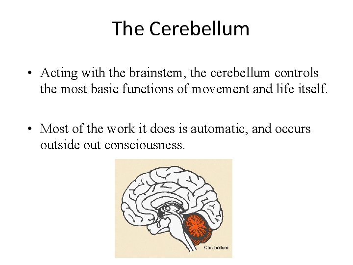 The Cerebellum • Acting with the brainstem, the cerebellum controls the most basic functions The Cerebellum • Acting with the brainstem, the cerebellum controls the most basic functions