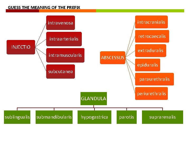 GUESS THE MEANING OF THE PREFIX intracranialis intravenosa retrocaecalis intraarterialis INJECTIO intramuscularis extraduralis ABSCESSUS