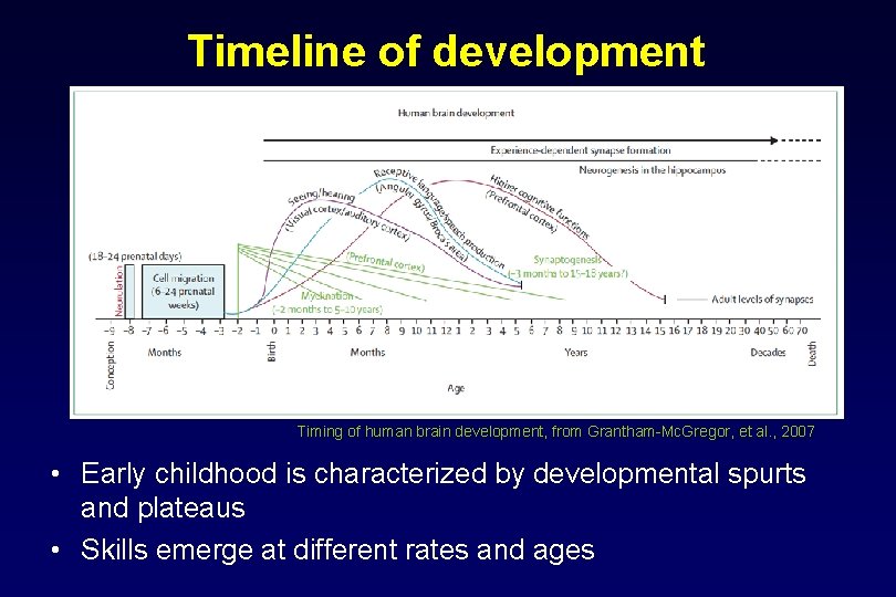 Timeline of development Timing of human brain development, from Grantham-Mc. Gregor, et al. ,