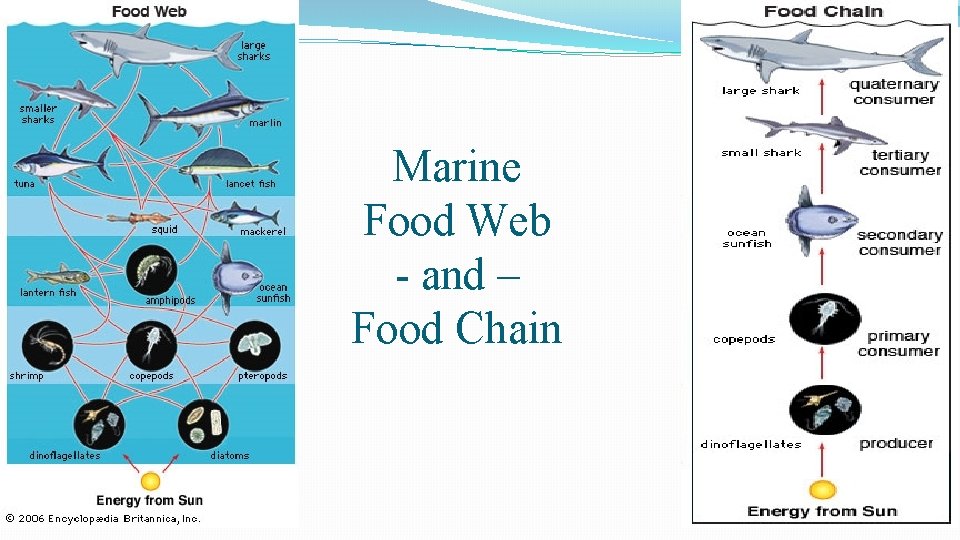 Marine Biology DAY 4 Drill Explain Why You marine-biology-day-4-drill-explain-why-you