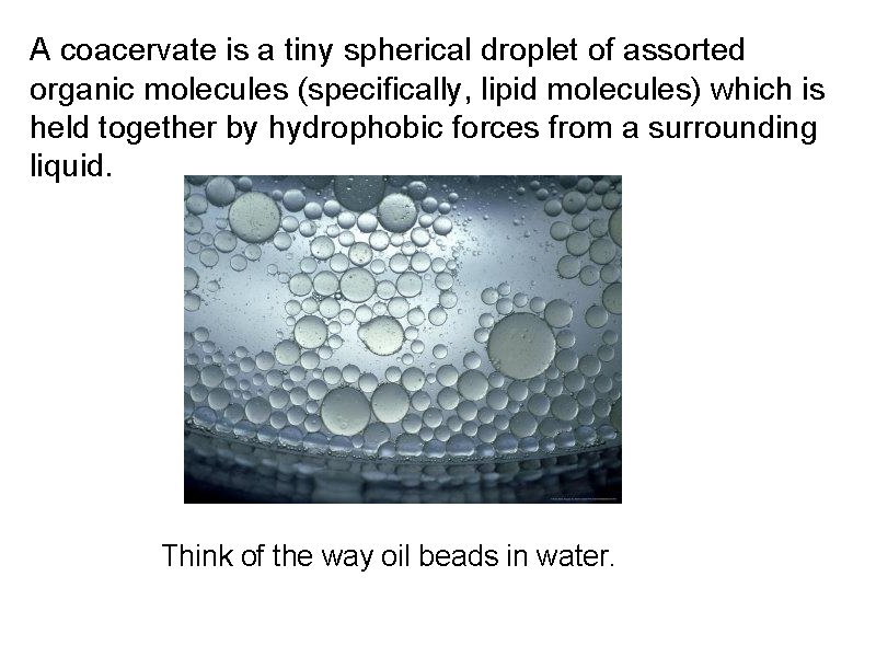 A coacervate is a tiny spherical droplet of assorted organic molecules (specifically, lipid molecules)