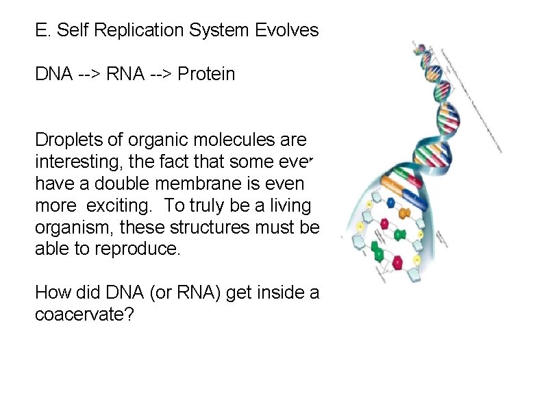 E. Self Replication System Evolves DNA --> RNA --> Protein Droplets of organic molecules