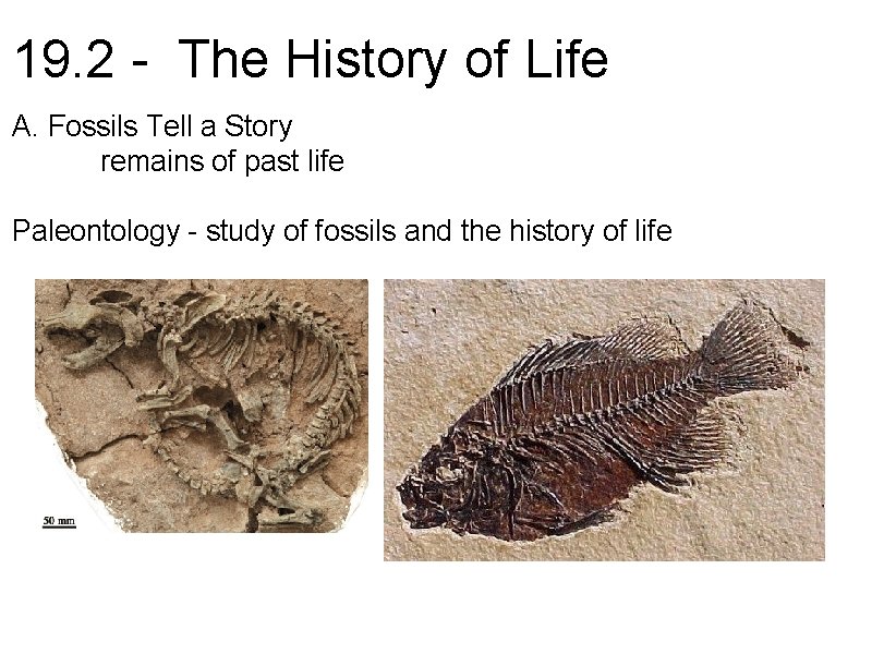 19. 2 - The History of Life A. Fossils Tell a Story remains of
