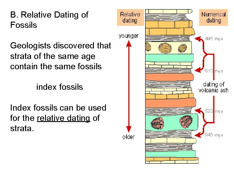 B. Relative Dating of Fossils Geologists discovered that strata of the same age contain