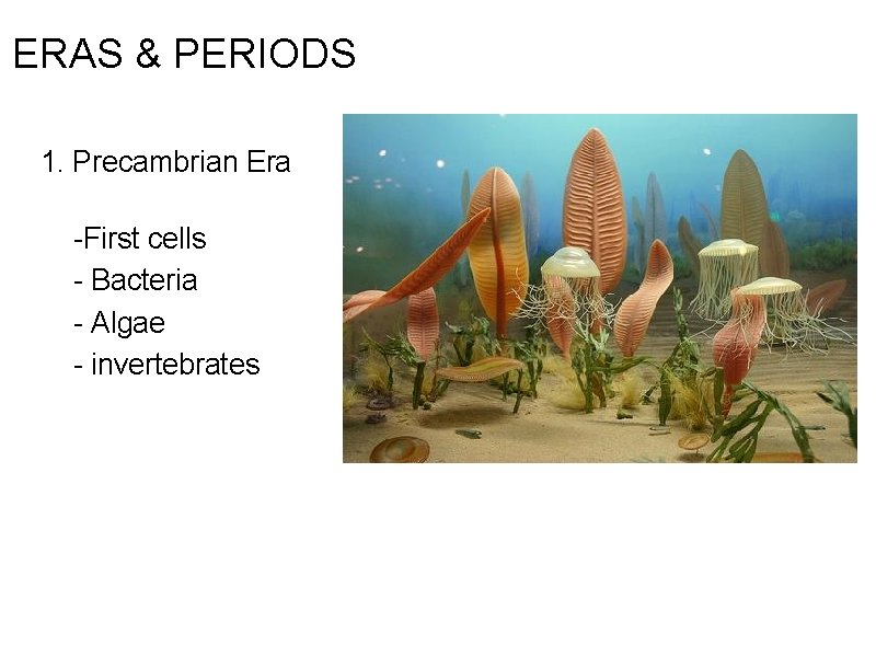 ERAS & PERIODS 1. Precambrian Era -First cells - Bacteria - Algae - invertebrates