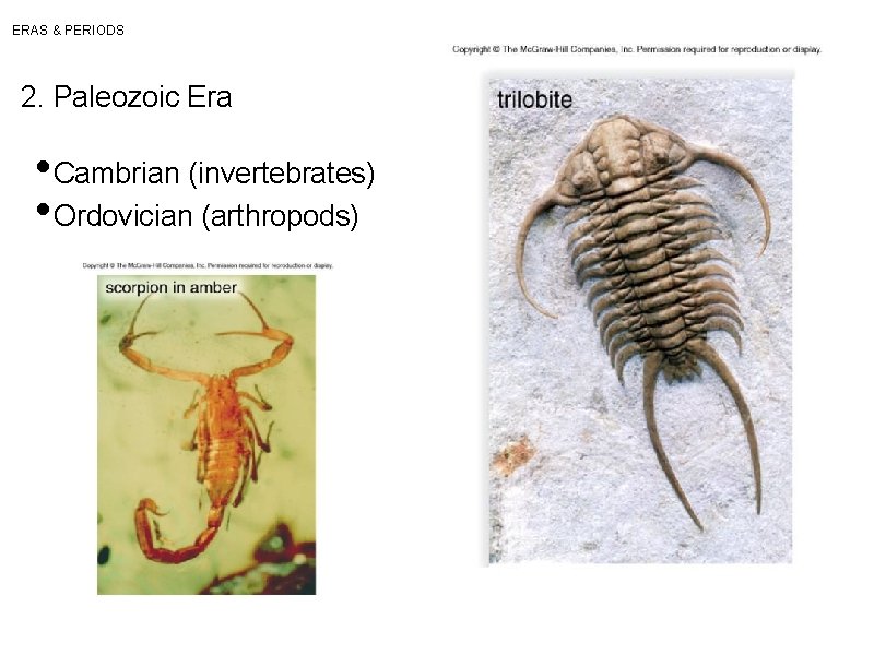 ERAS & PERIODS 2. Paleozoic Era • Cambrian (invertebrates) • Ordovician (arthropods) 