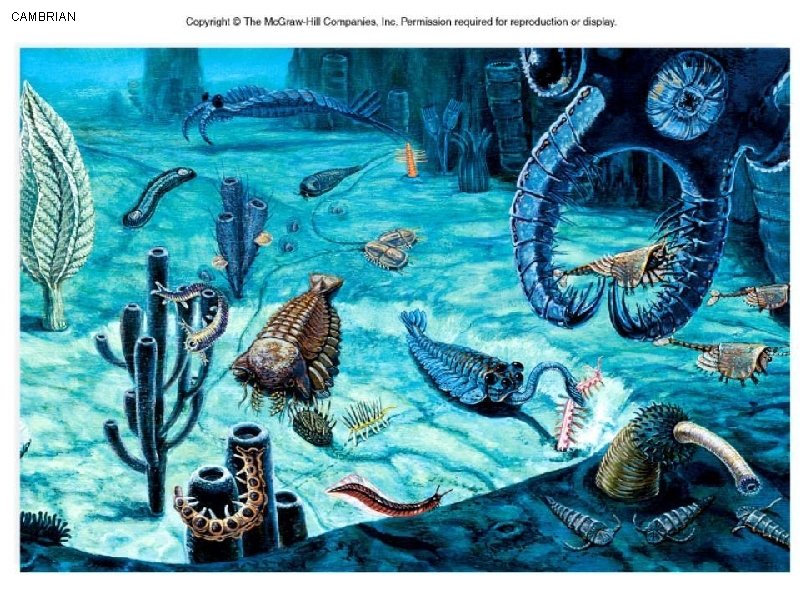 CAMBRIAN 