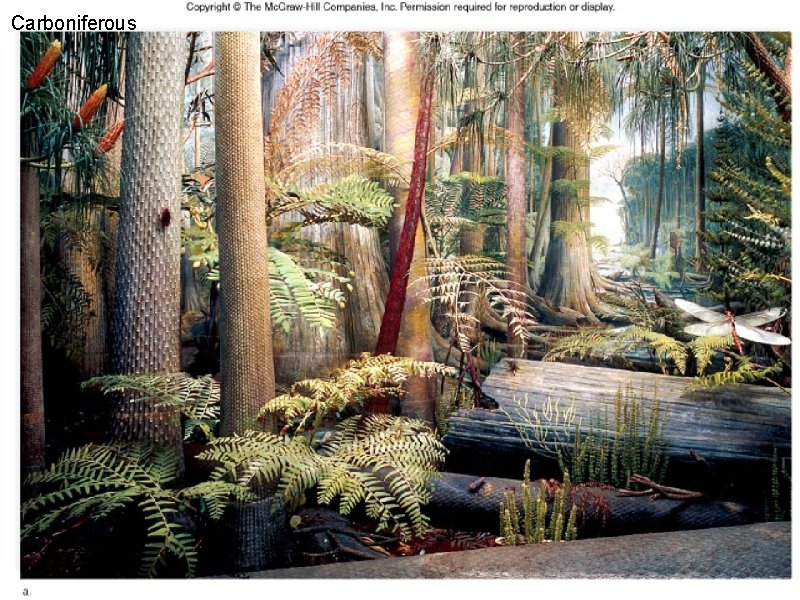 Carboniferous 
