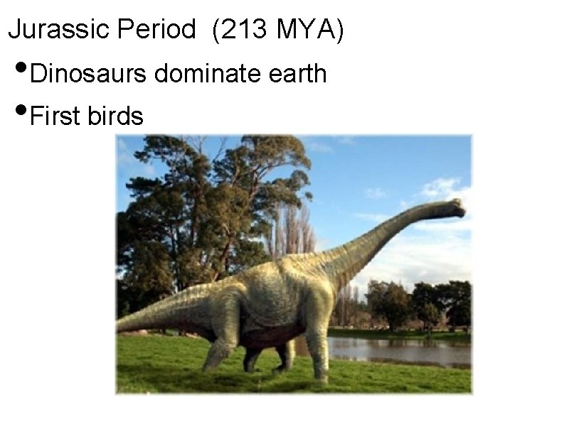 Jurassic Period (213 MYA) • Dinosaurs dominate earth • First birds 