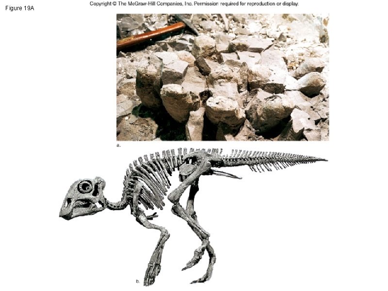 Figure 19 A 