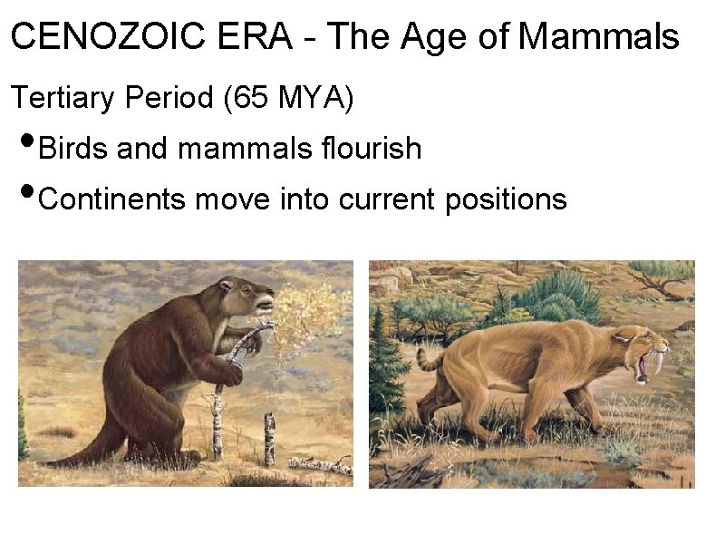 CENOZOIC ERA - The Age of Mammals Tertiary Period (65 MYA) • Birds and