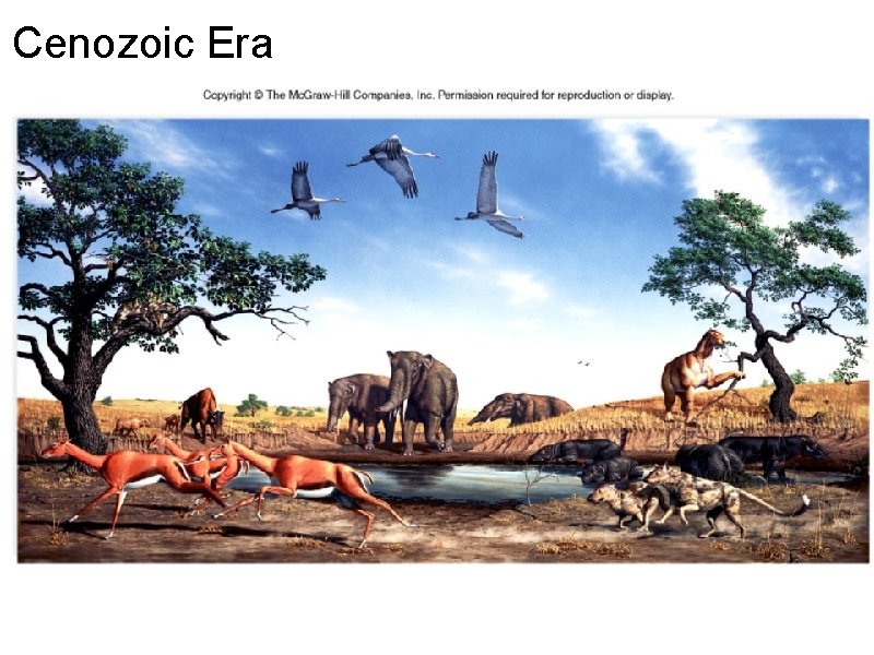 Cenozoic Era 