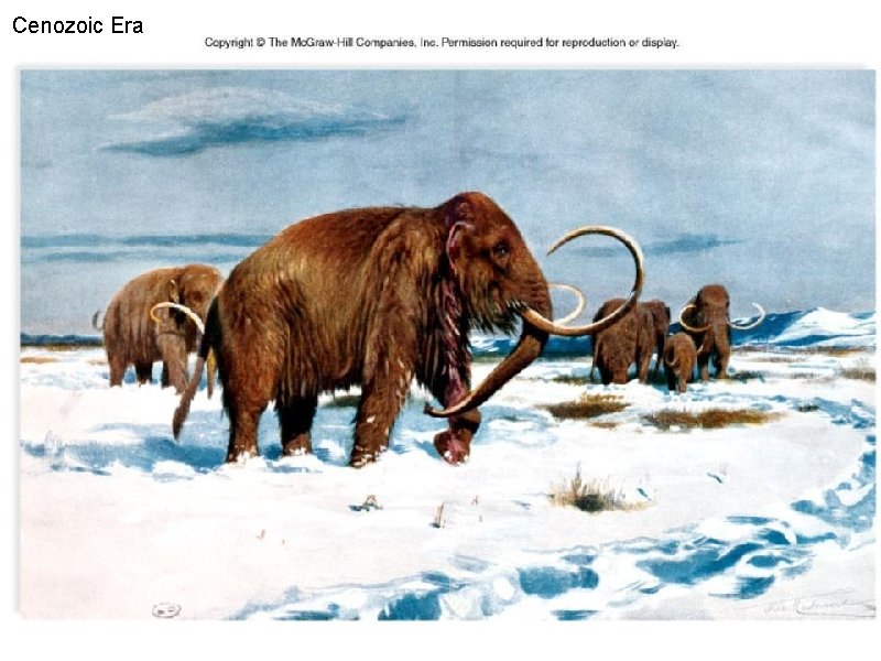 Cenozoic Era 