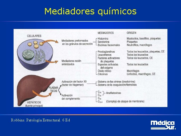 Mediadores químicos Robbins. Patología Estructural. 6 Ed 