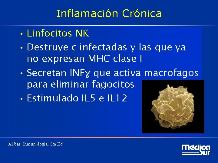 Inflamación Crónica • Linfocitos NK • Destruye c infectadas y las que ya no