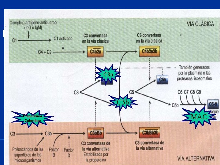 Reconocimiento y fijación • Fc de la Ig dirigido contra la partícula ingerida (opsonina