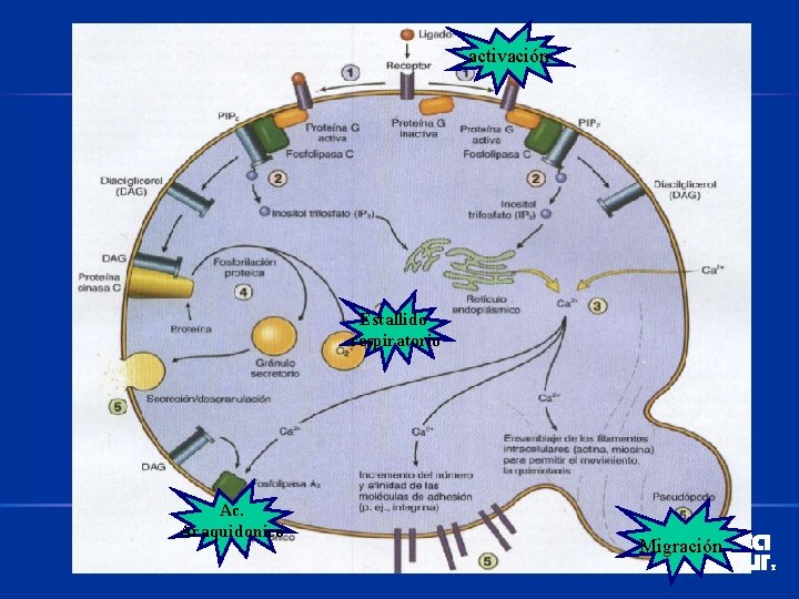 activación Estallido respiratorio Ac. Araquidonico Migración 