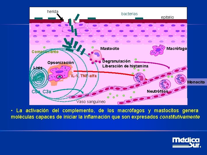 herida bacterias epitelio Mastocito Complemento Macrófago Degranulación Liberación de histamina Opsonización Lisis IL-1, TNF-alfa