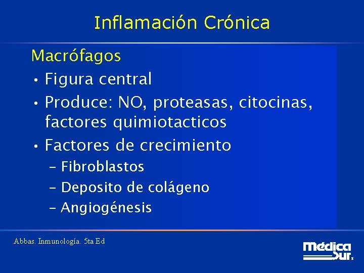 Inflamación Crónica Macrófagos • Figura central • Produce: NO, proteasas, citocinas, factores quimiotacticos •