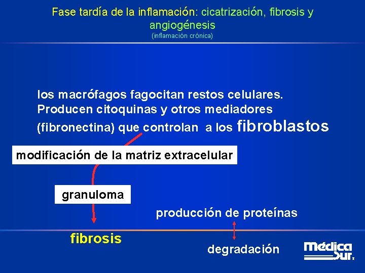 Fase tardía de la inflamación: cicatrización, fibrosis y angiogénesis (inflamación crónica) los macrófagos fagocitan