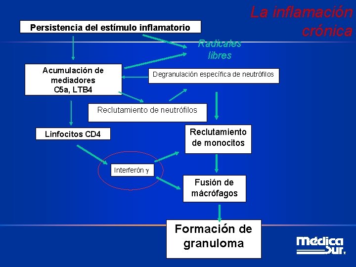 Persistencia del estímulo inflamatorio Radicales libres Acumulación de mediadores C 5 a, LTB 4