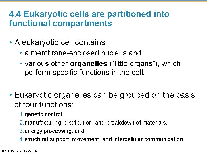 4. 4 Eukaryotic cells are partitioned into functional compartments • A eukaryotic cell contains
